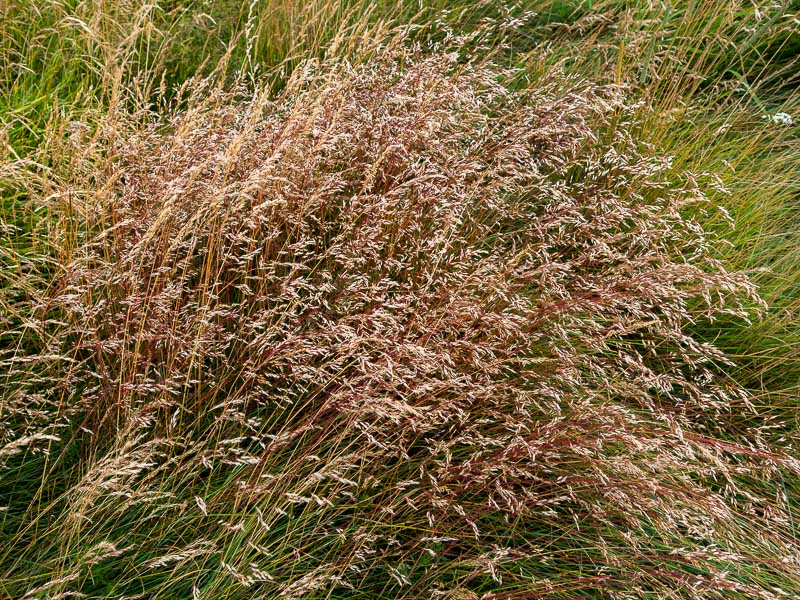 Avenella flexuosa / Migliarino capellino